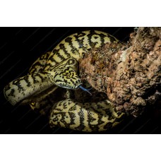 Morelia spilota Jaguar